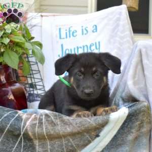 Daisy, German Shepherd Puppy