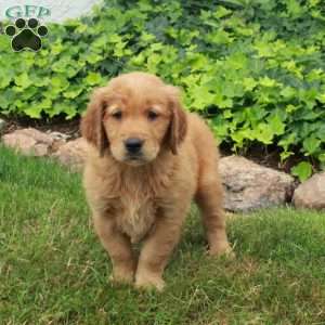 Daisy, Golden Retriever Puppy