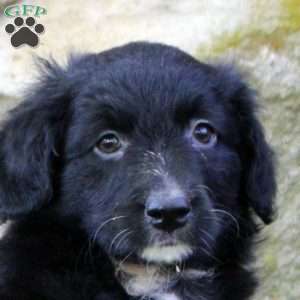 Daisy, Aussiedoodle Puppy