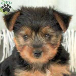 Daisy, Yorkie Puppy
