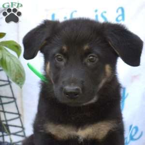 Daisy, German Shepherd Puppy