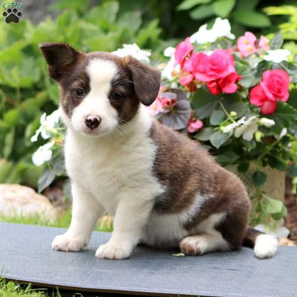 Daisy, Welsh Corgi Mix Puppy