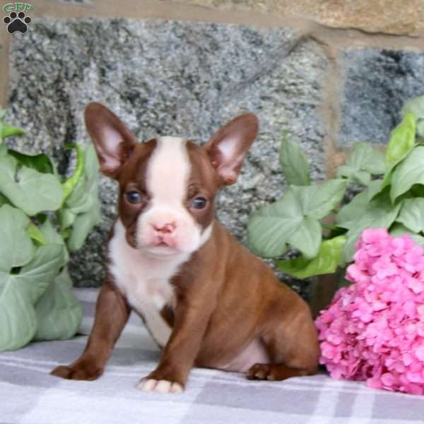 Daisy, Boston Terrier Puppy