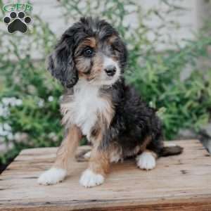 Daisy, Mini Bernedoodle Puppy