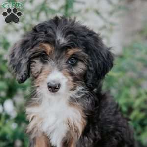 Daisy, Mini Bernedoodle Puppy