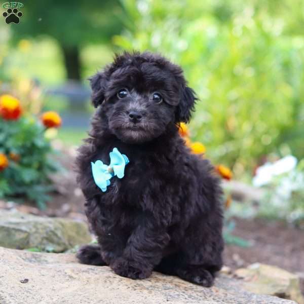 Dakota, Havapoo Puppy