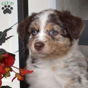 Dakota, Australian Shepherd Puppy