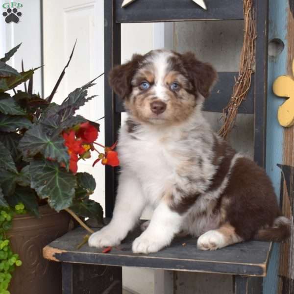 Dakota, Australian Shepherd Puppy