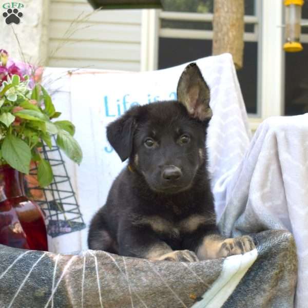 Dakota, German Shepherd Puppy