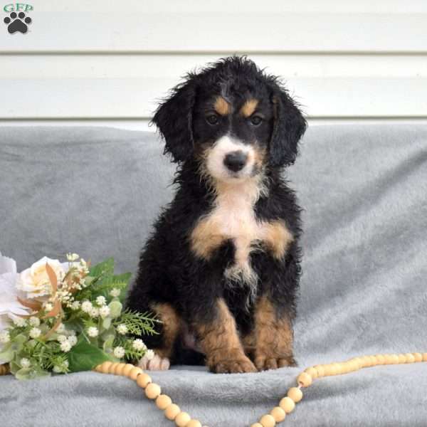 Dakota, Mini Bernedoodle Puppy