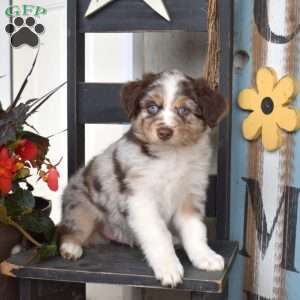 Dakota, Australian Shepherd Puppy