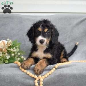 Dakota, Mini Bernedoodle Puppy