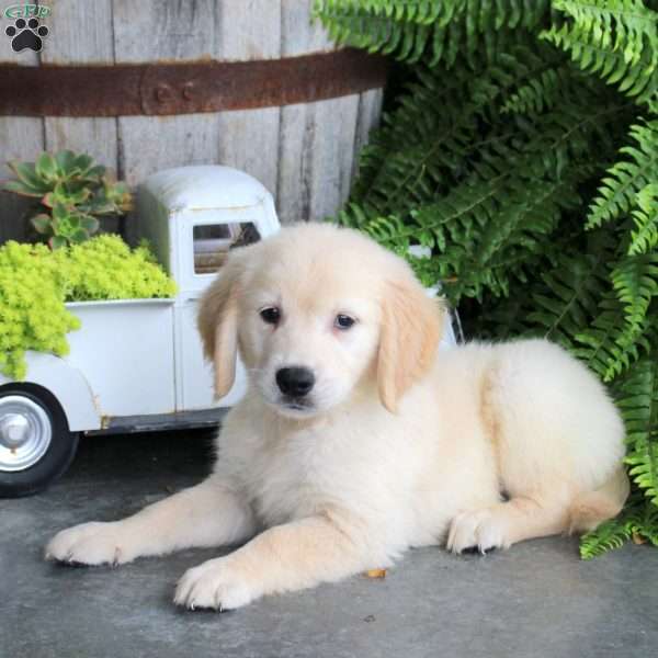 Dalas, Golden Retriever Puppy