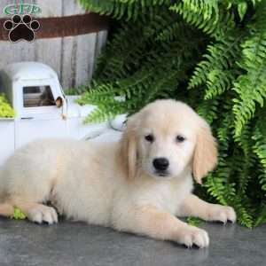 Dalas, Golden Retriever Puppy