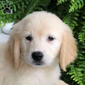 Dalas, Golden Retriever Puppy