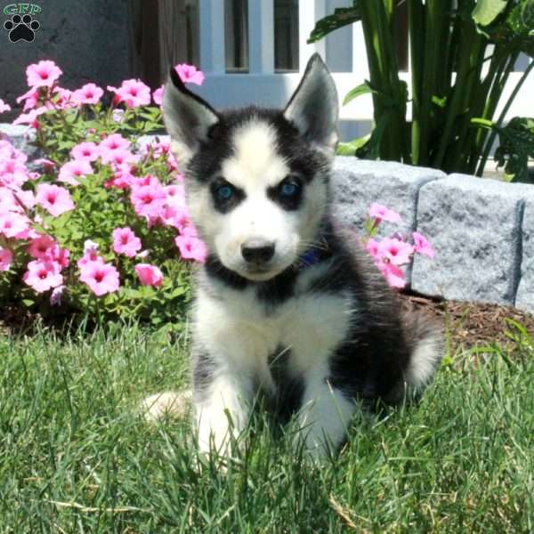 Dale, Siberian Husky Puppy