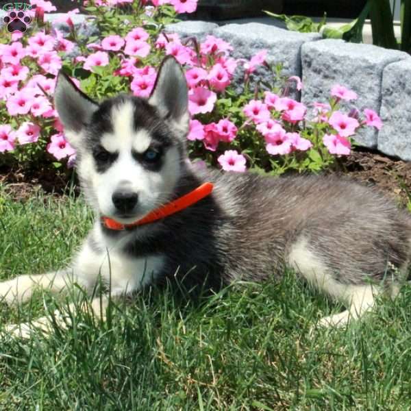 Dalen, Siberian Husky Puppy