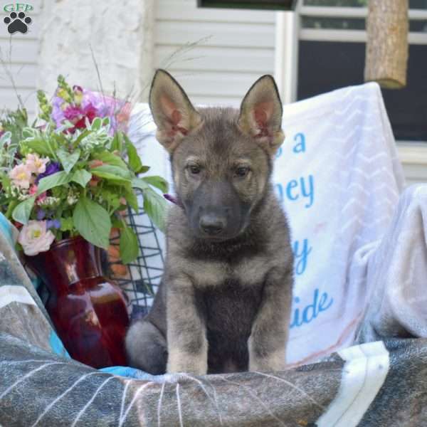 Dallas, German Shepherd Puppy