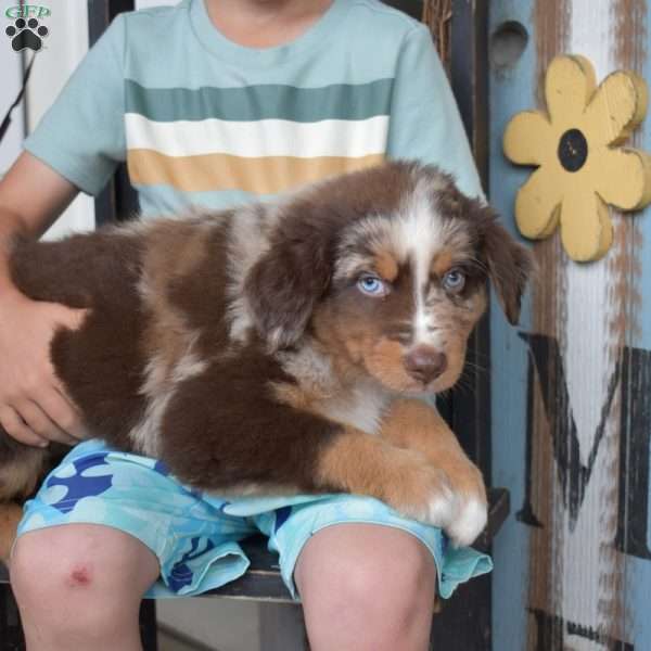 Dallas, Australian Shepherd Puppy