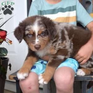 Dallas, Australian Shepherd Puppy