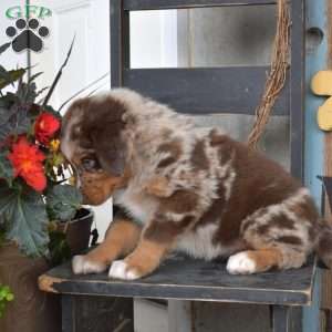 Dallas, Australian Shepherd Puppy