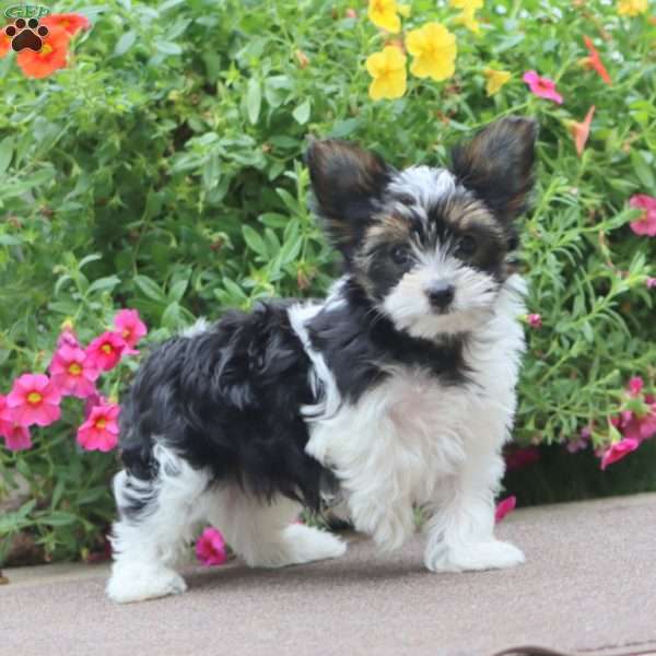Dallas, Yorkie Puppy