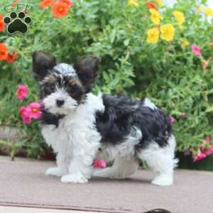 Dallas, Yorkie Puppy