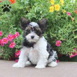 Dallas, Yorkie Puppy