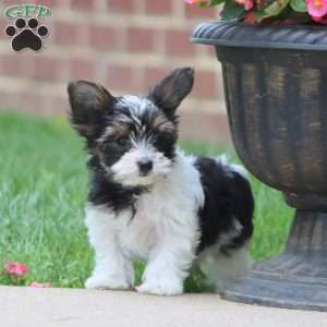 Dallas, Yorkie Puppy