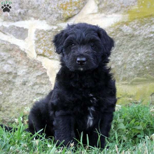 Damian, Aussiedoodle Puppy
