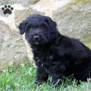 Damian, Aussiedoodle Puppy