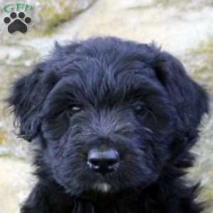Damian, Aussiedoodle Puppy