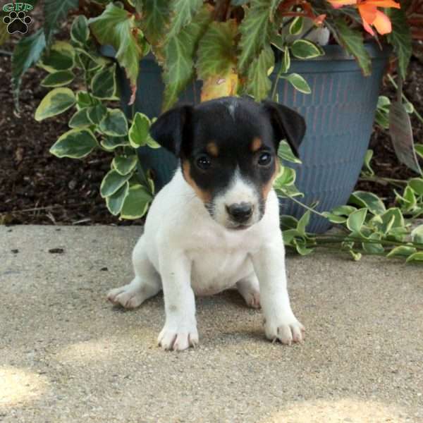 Danny, Jack Russell Terrier Puppy
