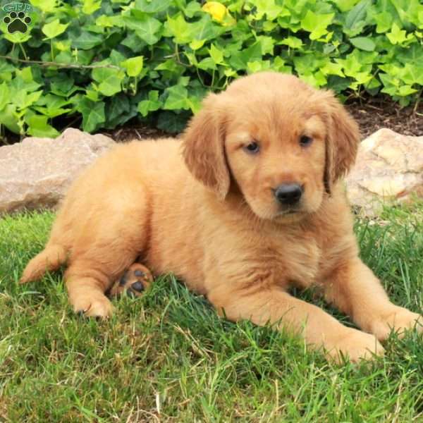 Dana, Golden Retriever Puppy