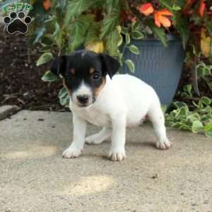 Danny, Jack Russell Terrier Puppy