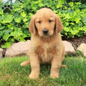 Dana, Golden Retriever Puppy