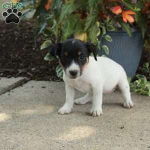 Danny, Jack Russell Terrier Puppy