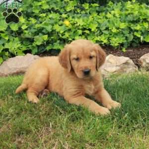 Dana, Golden Retriever Puppy