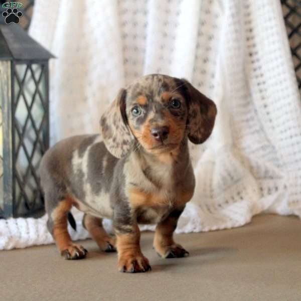 Dancer, Dachshund Puppy