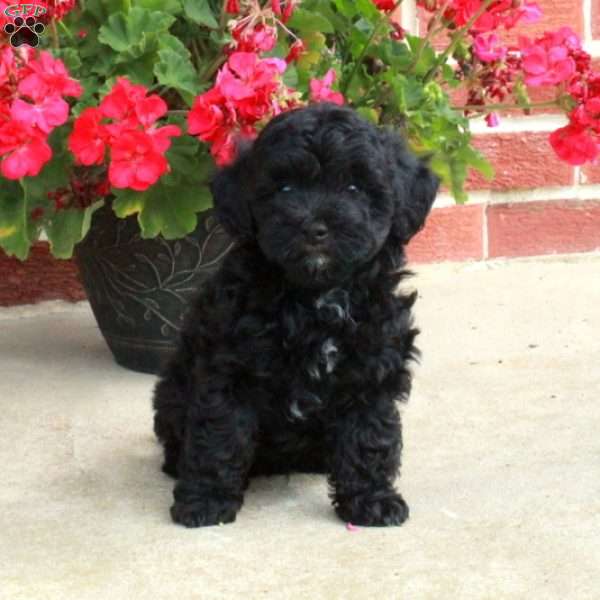 Dancer, Havapoo Puppy