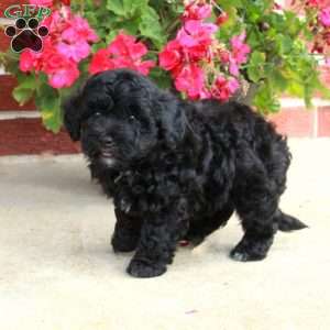 Dancer, Havapoo Puppy