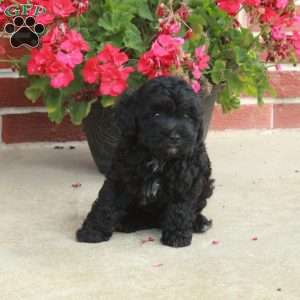 Dancer, Havapoo Puppy