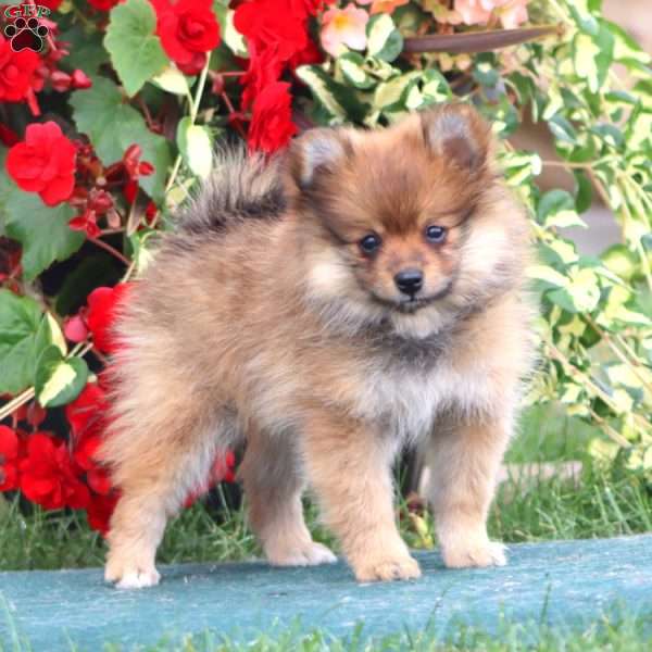 Dancer, Pomeranian Puppy