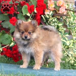 Dancer, Pomeranian Puppy