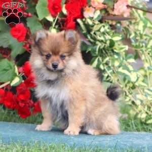 Dancer, Pomeranian Puppy