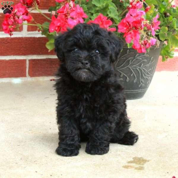 Dandy, Havapoo Puppy