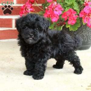 Dandy, Havapoo Puppy