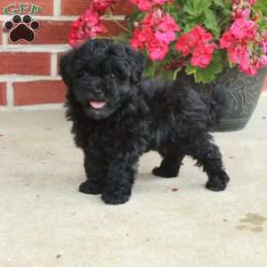 Dandy, Havapoo Puppy