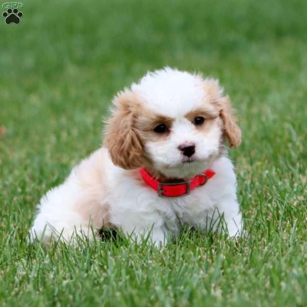 Dandy, Cavachon Puppy