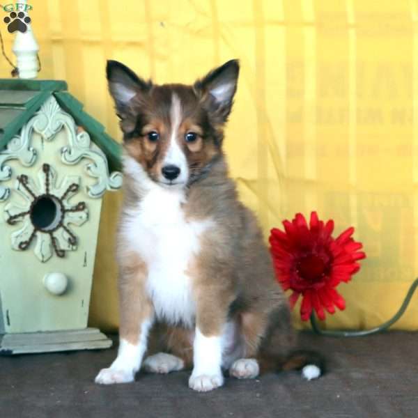 Dandy, Sheltie Puppy